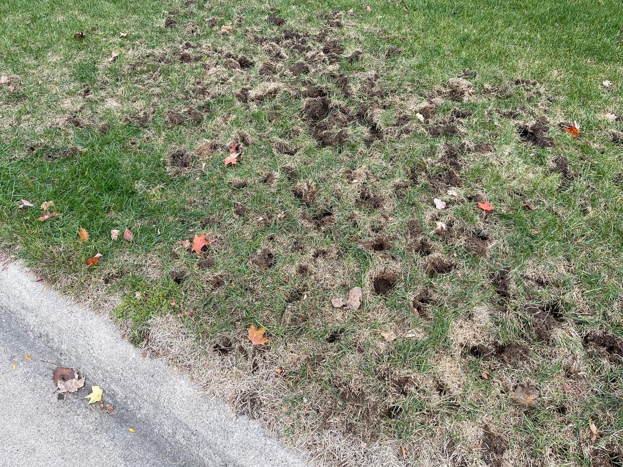 A lawn near a curb with numerous small holes and torn-up patches of turf caused by animal digging, exposing soil and dead grass among scattered autumn leaves.